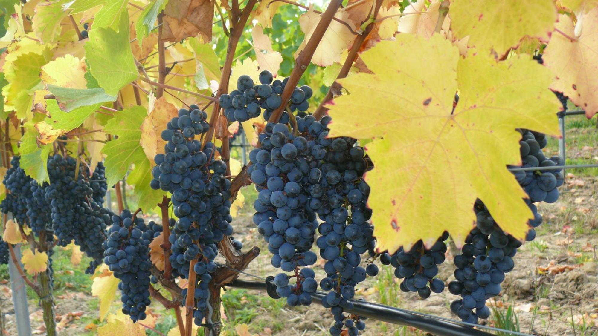 Weingut Herbert Kram Nordheim am Main Ngoại thất bức ảnh